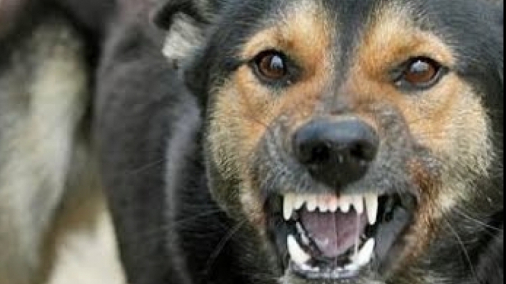 Daily Mail: Londra cere insistent guvernaților români să nu mai sacrifice... câinii comunitari