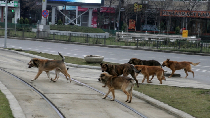 Daily Mail: Londra cere insistent guvernaților români să nu mai sacrifice... câinii comunitari