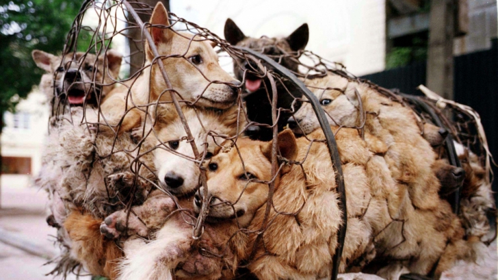 Străinii, tot mai scandalizaţi de "festivalul cărnii de câine" ce stă să-nceapă în China