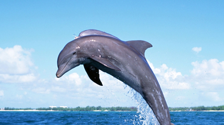 VIDEO. Pui de delfin, salvat din plasele pescarilor