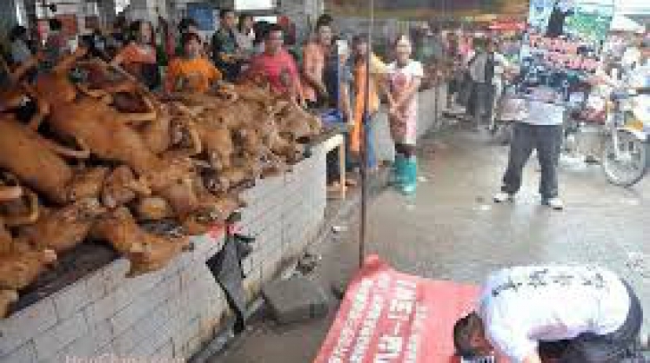În ciuda scandalului aproape mondial, Festivalul cărnii de câine s-a ţinut şi anul acesta, în China