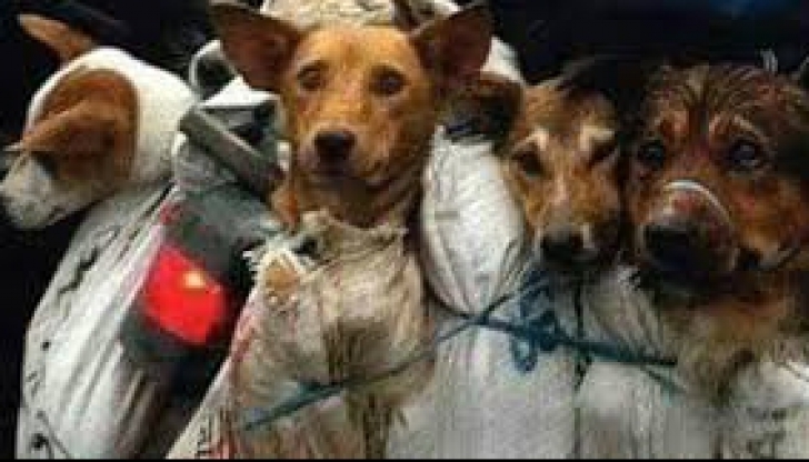 În ciuda scandalului aproape mondial, Festivalul cărnii de câine s-a ţinut şi anul acesta, în China