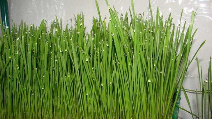 Cum se prepară sucul verde de grâu şi ce beneficii are?