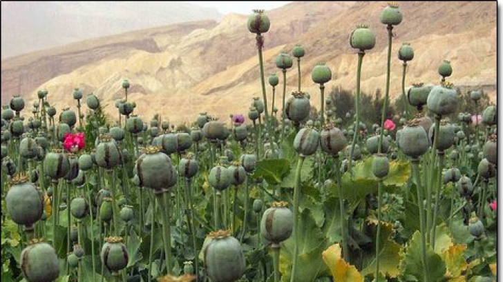Producția mondială de opium, la cel mai ridicat nivel din ultimii 85 de ani 