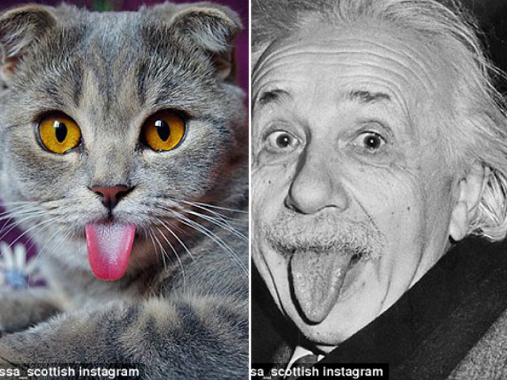Grumpy Cat, detronată: pisica poreclită Einstein face furori pe internet