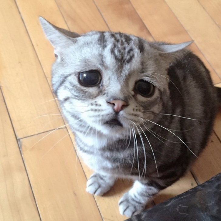Cea mai trista pisică din lume! Îţi vine să plângi când o vezi