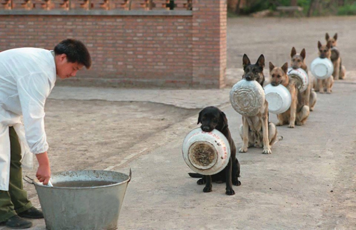 Imaginea virală a zilei. Ce fac acești câini