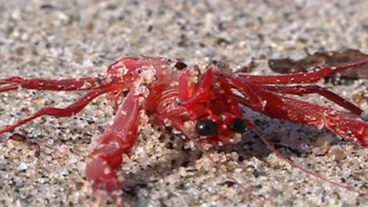 Un adevărat „covor de crabi” acoperă plajele americane