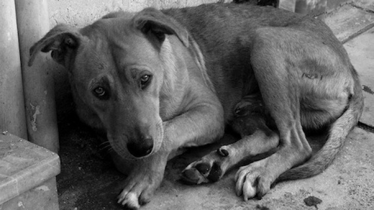 Imaginile care au revoltat România. Un câine, târât de o mașină în Târgu Mureș