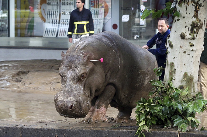 Scene apocaliptice în Georgia! Animalele sălbatice scăpate de la Zoo aleargă libere pe străzi