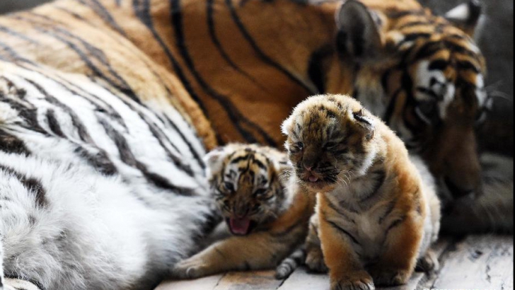 Patru pui de tigru siberian s-au născut într-un parc natural din China