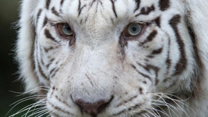 Alertă maximă în Georgia! O persoană a fost ucisă de un tigru alb, scăpat de la Zoo