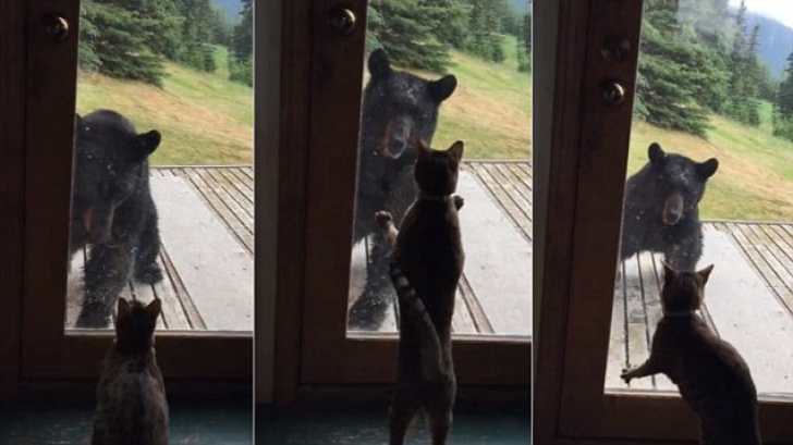 Reacţia uimitoare a unei pisici când un urs brun îi încalcă teritoriul. Momentul, filmat