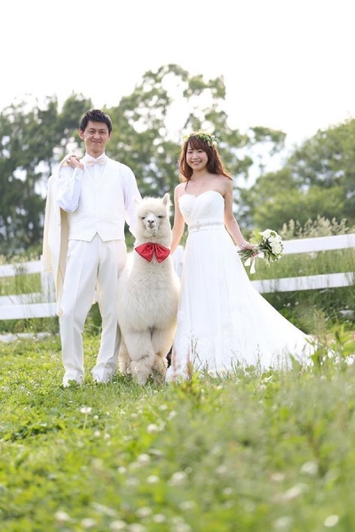 Trend în Japonia: martor la nuntă, o cămilă alpaca