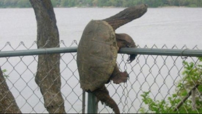 Cele mai haioase fotografii cu animale blocate în diverse obiecte