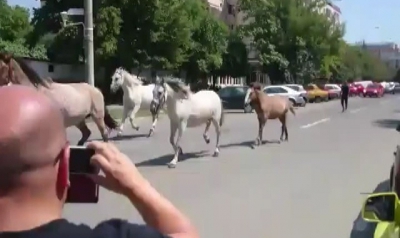 Cai pe stradă