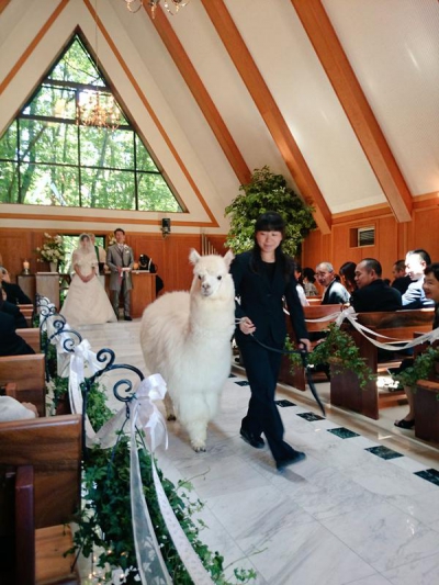Trend în Japonia: martor la nuntă, o cămilă alpaca