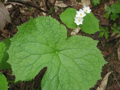 Cea mai frumoasă floare din lume. Transformare incredibilă la contactul cu apa