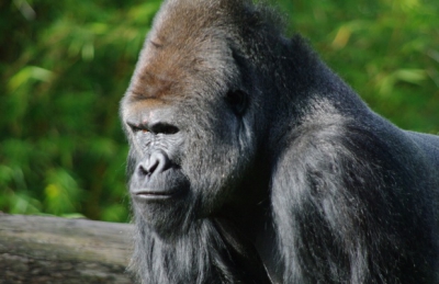 Reacţia uluitoare a unei gorile sătulă să i se tot facă poze, la zoo. A făcut asta în văzul tuturor!