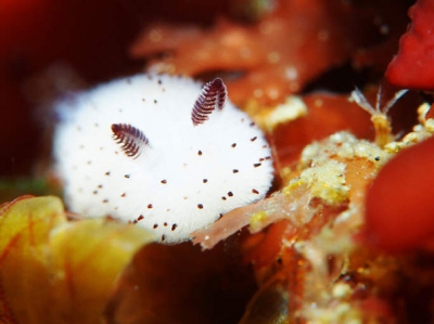 Cei mai adorabili melci din lume. Iată cu arată iepuraşii de mare