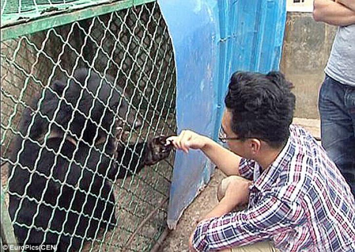 Poveste incredibilă, dar adevărată: un chinez a crescut doi urşi crezând că sunt câini