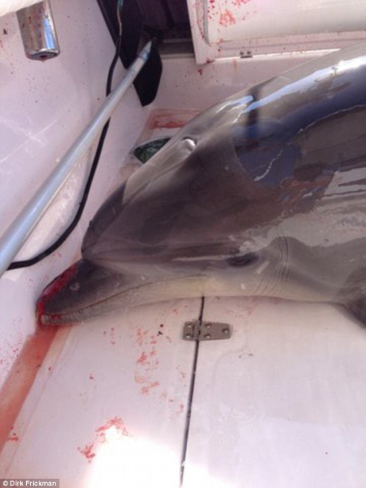Coşmar pentru o familie: un delfin de 150 de kg le-a sărit în barcă: "A fost o baie de sânge"