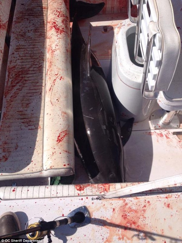 Coşmar pentru o familie: un delfin de 150 de kg le-a sărit în barcă: "A fost o baie de sânge"