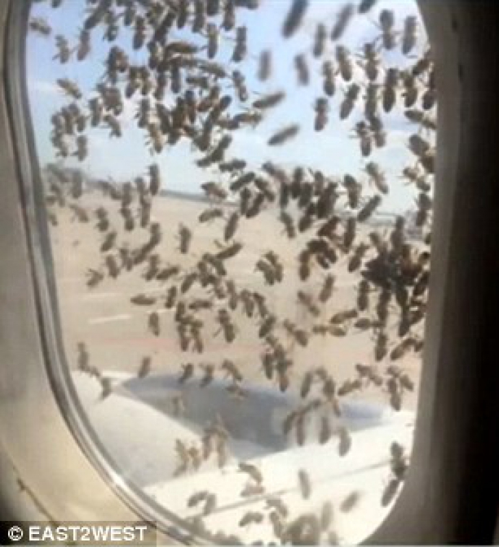 Inedit: zeci de mii de albine au "atacat" un avion de pasageri în Rusia