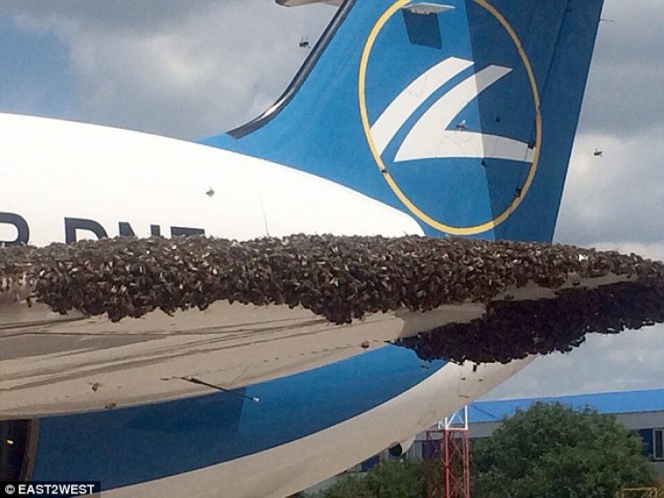 Inedit: zeci de mii de albine au "atacat" un avion de pasageri în Rusia