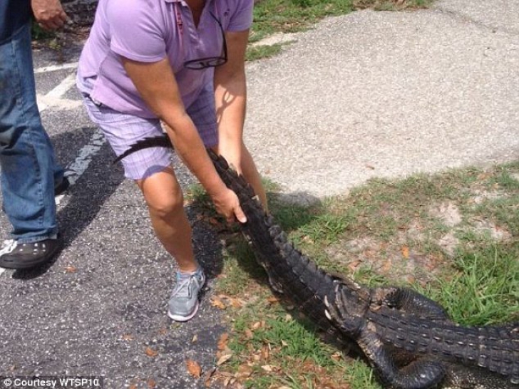Femeie din Florida, luptă corp la corp cu crocodilul
