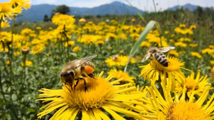 Viespile şi albinele fac victime în România: o femeie a murit, un bărbat - în stare gravă la spital
