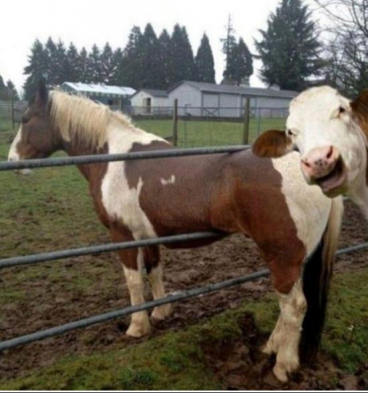 Cele mai haioase fotografii cu animale blocate în diverse obiecte