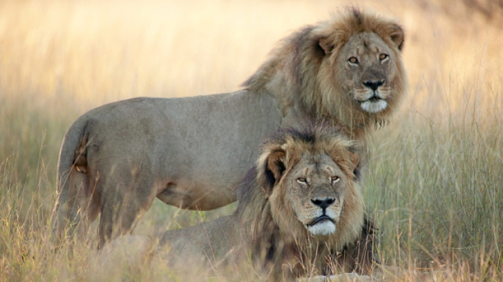 Emoționant. Ultima fotografie cu Cecil, leul decapitat de vânătorul care a înfuriat lumea întreagă
