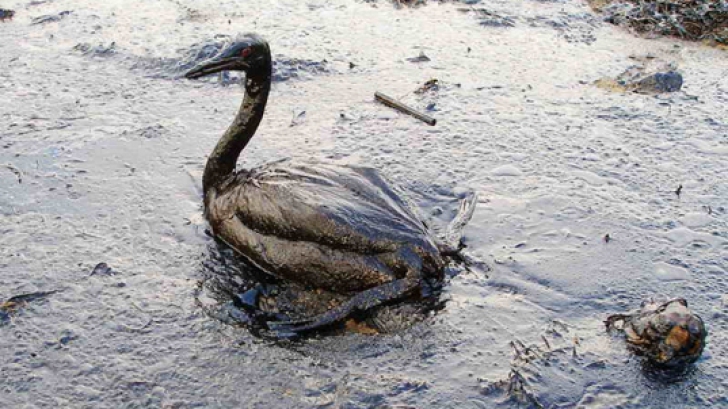 British Petroleum va achita despăgubiri IMENSE pentru poluarea provocată în Golful Mexic