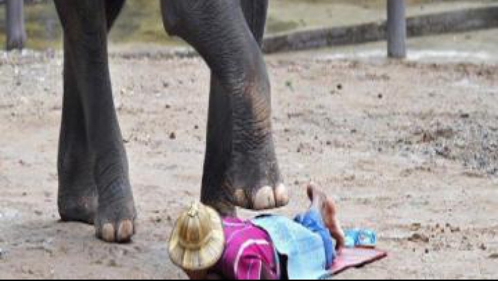 Comunitatea științifică e în doliu: o tânără cercetătoare a murit călcată în picioare de un elefant
