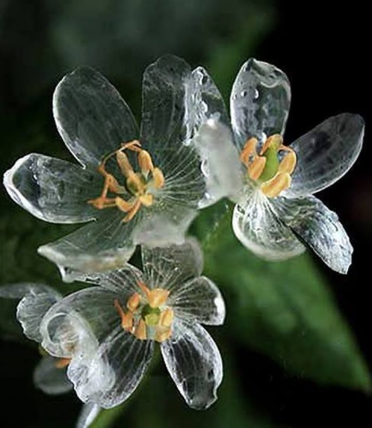 Cea mai frumoasă floare din lume. Transformare incredibilă la contactul cu apa