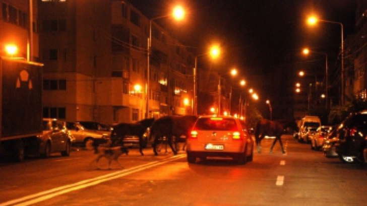 Imaginea neașteptată văzută de șoferii din Brăila noaptea pe stradă: o herghelie de cai