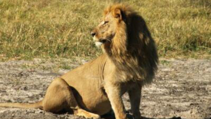 Emoționant. Ultima fotografie cu Cecil, leul decapitat de vânătorul care a înfuriat lumea întreagă