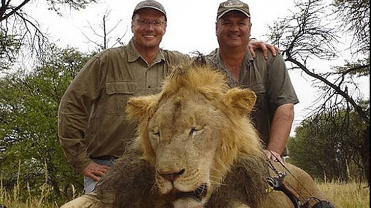 Dentistul ucigaş regretă "tratamentul" letal aplicat faimosului leu din Zimbabwe