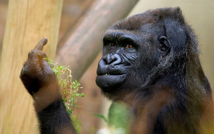 Reacţia uluitoare a unei gorile sătulă să i se tot facă poze, la zoo. A făcut asta în văzul tuturor! / Foto: huffingtonpost.com