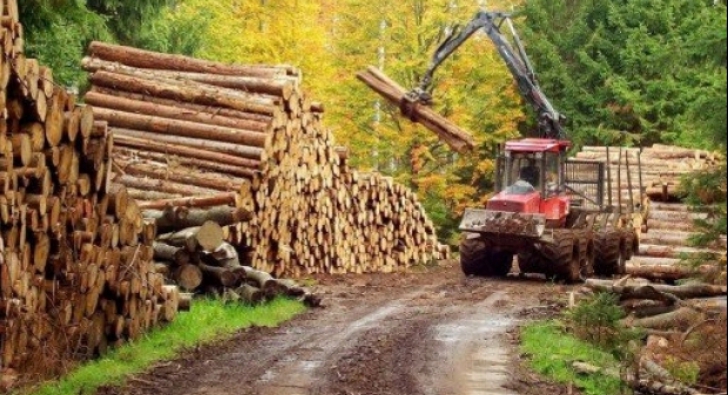 Pădurea se află în 21 de județe din România