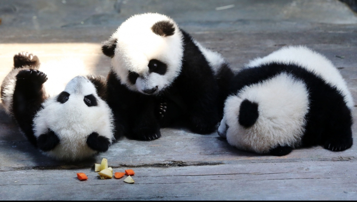 Petrecere aniversară în cinstea unor tripleţi de urs Panda uriaş
