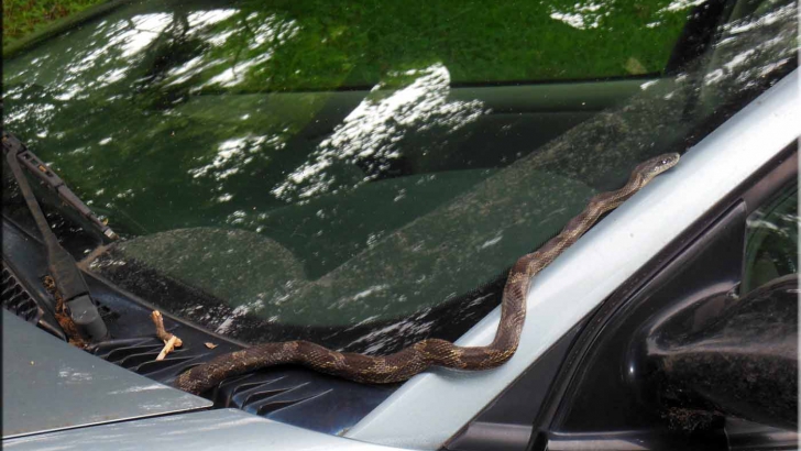 Decizia neașteptată a unui om după ce un șarpe i-a intrat în mașină și nu l-a mai găsit