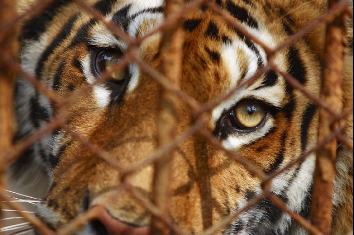 Situaţie de neconceput! Majoritatea tigrilor trăiesc în captivitate (SUA) nu în mediul lor natural  