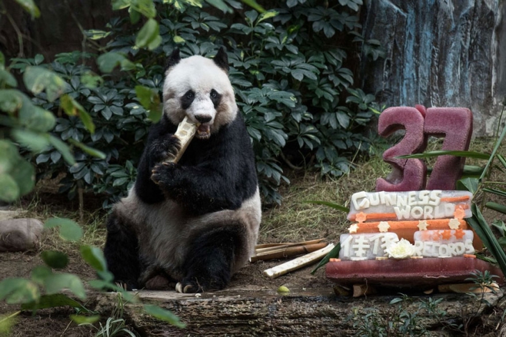 Ea este Jia Jia, cel mai bătrân urs panda din lume. Are 111 ani