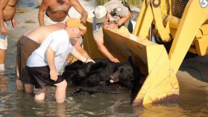 Momentul terifiant în care un bărbat se aruncă în apă după un urs de 170 kg. Ce a urmat e uluitor!