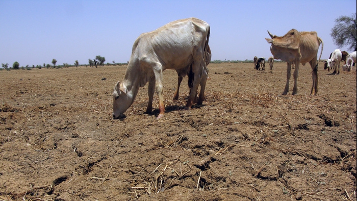 Veste bună pentru fermierii afectați de pandemie! 150 de milioane de euro, alocați sectorului zootehnic și vegetal