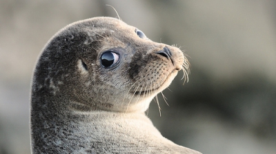 Extraordinar: tot mai multe animale marine, zărite în apele Tamisei. Ce înseamnă asta