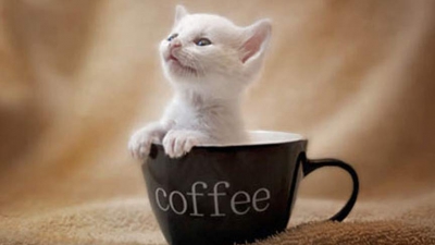 Uită de cafea! Filmuleţele cu pisici au acelaşi efect precum cofeina, spun cercetătorii