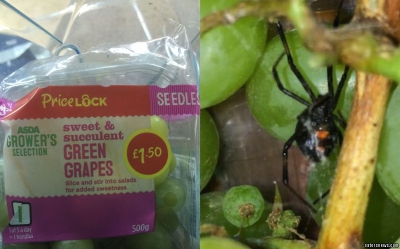 Au găsit un păianjen Văduva Negră într-o pungă cu struguri. Cum a fost posibil aşa ceva